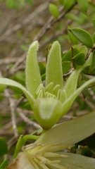 Clematis forsteri