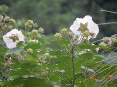 Hibiscus makinoi