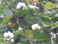 Hibiscus makinoi