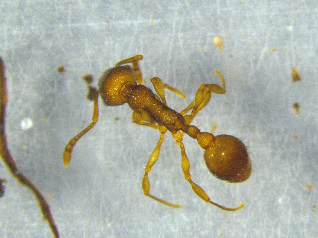 Huberia brounii