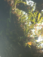 Prosthechea ochracea