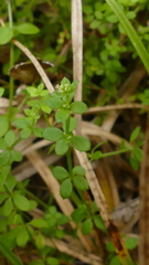 Galium propinquum