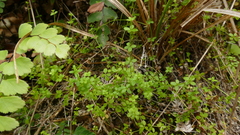 Galium propinquum