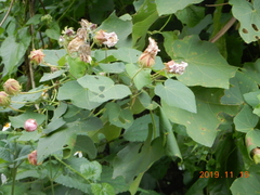 Hibiscus makinoi