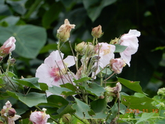 Hibiscus makinoi