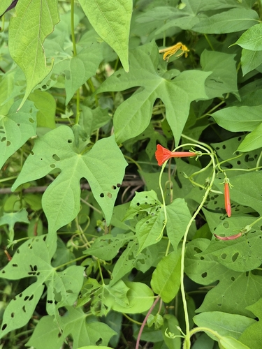 Ipomoea hederifolia iNat (3)