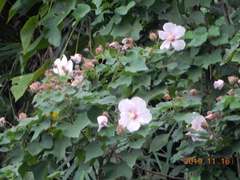 Hibiscus makinoi