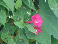 Ipomoea tubulata