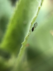 Aphidomorpha