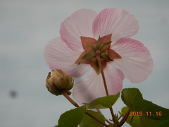 Hibiscus makinoi
