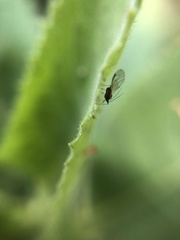 Aphidomorpha
