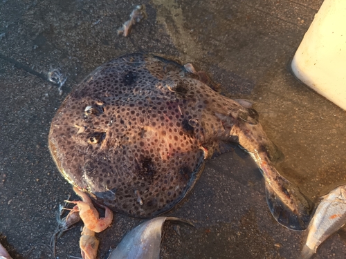 Shortlip electric ray (Narcine brevilabiata) — Narcinidae