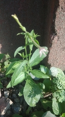 Nicotiana plumbaginifolia