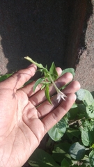Nicotiana plumbaginifolia