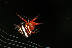 Gasteracantha cancriformis