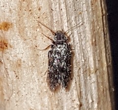 Lepidopsocidae