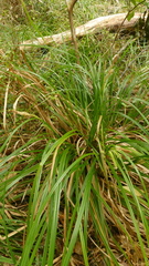 Carex forsteri