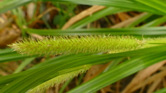 Carex forsteri