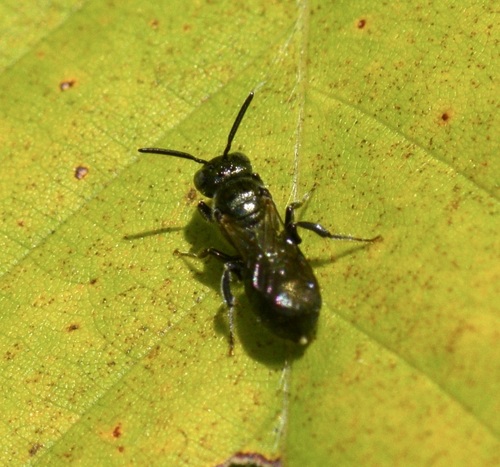 Spurred Ceratina photo 6