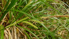 Carex forsteri