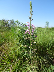 Desmodium illinoense