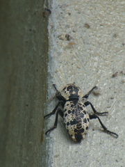 Zopherus nodulosus nodulosus