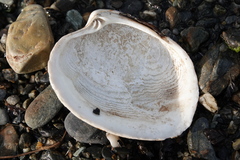 Retrotapes exalbidus