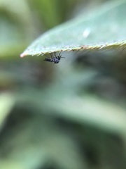Diptera