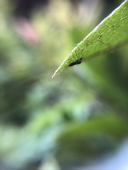 Diptera