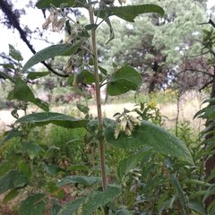 Brickellia tomentella