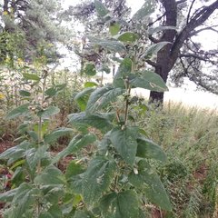 Brickellia tomentella