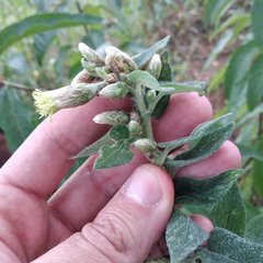 Brickellia tomentella