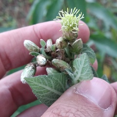 Brickellia tomentella