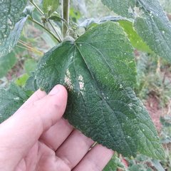 Brickellia tomentella