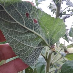 Brickellia tomentella