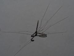 Dolichopeza gracilis