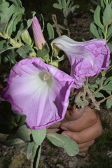 Ipomoea lenis