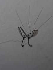 Dolichopeza gracilis