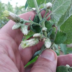 Brickellia tomentella