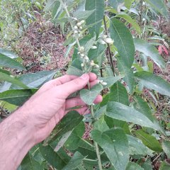 Brickellia tomentella