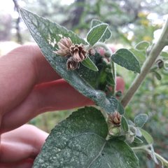 Brickellia tomentella