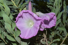 Ipomoea lenis