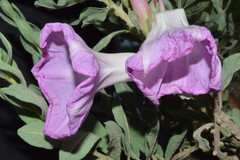 Ipomoea lenis