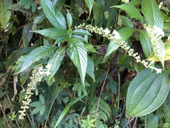 Gonzalagunia hirsuta