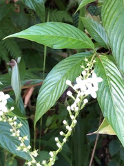 Gonzalagunia hirsuta