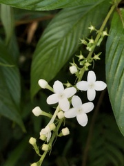 Gonzalagunia hirsuta