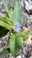Commelina