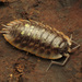 Woodlice and Pillbugs - Photo (c) Katja Schulz, some rights reserved (CC BY)