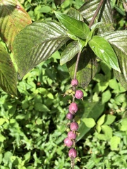 Gonzalagunia hirsuta