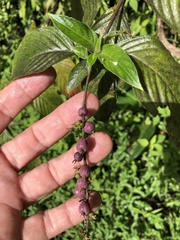 Gonzalagunia hirsuta